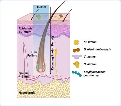 Illuminating microflora: shedding light on the potential of blue light to modulate the cutaneous microbiome